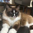 Lost Cat in Asheville, North Carolina — !!️Missing Cat in Fairview, help us find him!