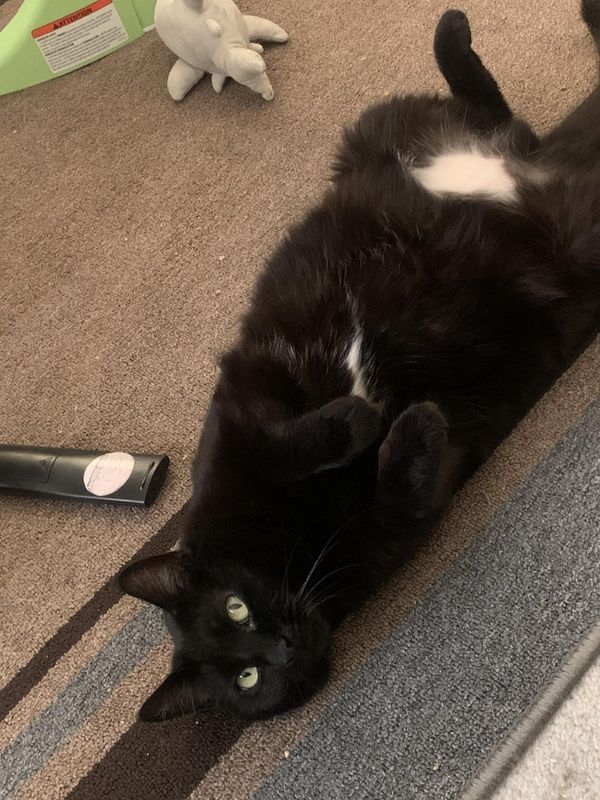 Lost Cat in Broomfield, Colorado — listing photo