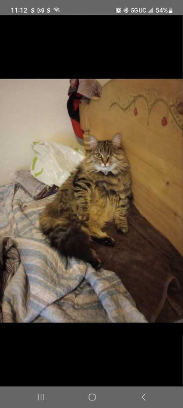 Lost Cat in Ripon — listing photo
