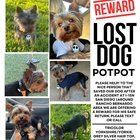 Lost Dog in San Diego, California — listing photo