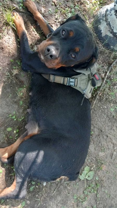 Found Dog in Balch Springs — listing photo