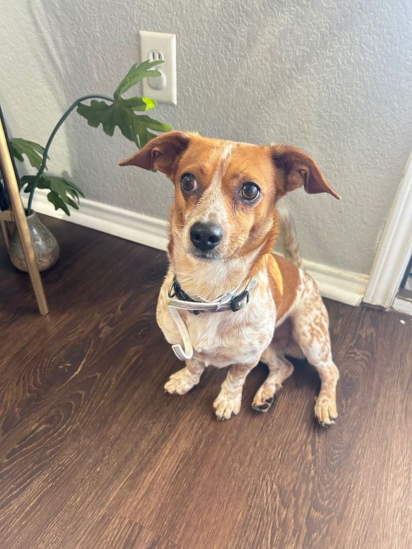 Found Dog in Grand Prairie, Texas — listing photo