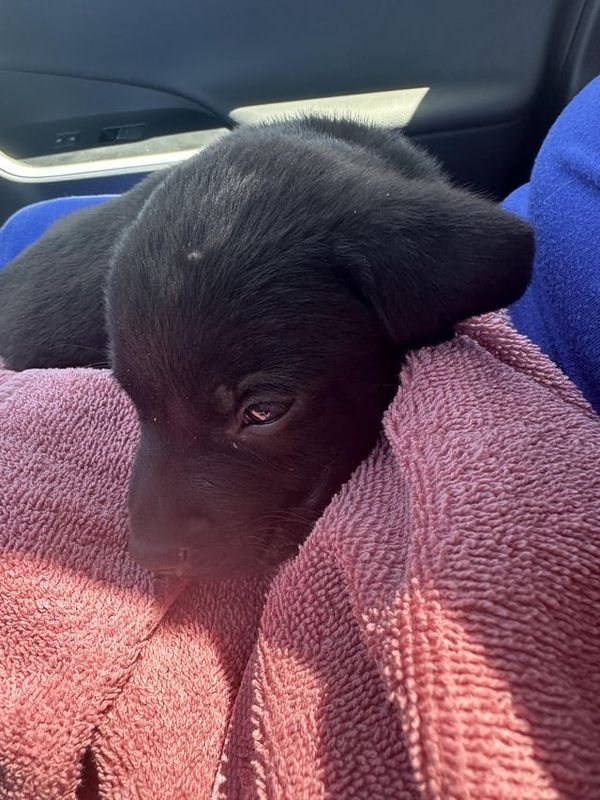 Found Dog in El Paso, Texas — Why do people dump dogs here?