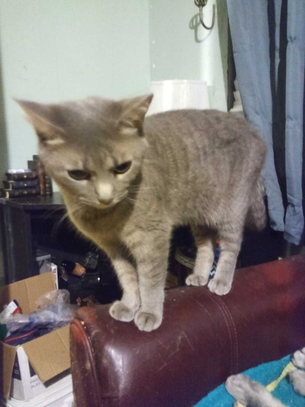 Lost Cat in Palm Bay, Florida — listing photo