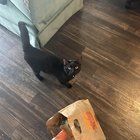 Lost Cat in K — listing photo