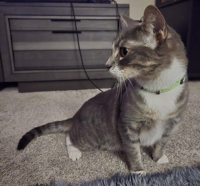 Lost Cat in Bellingham, Washington — listing photo