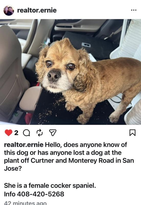 Lost Dog in San Jose, California — Dog anyone know who this dog belongs too. Must show proof it belongs to you.@