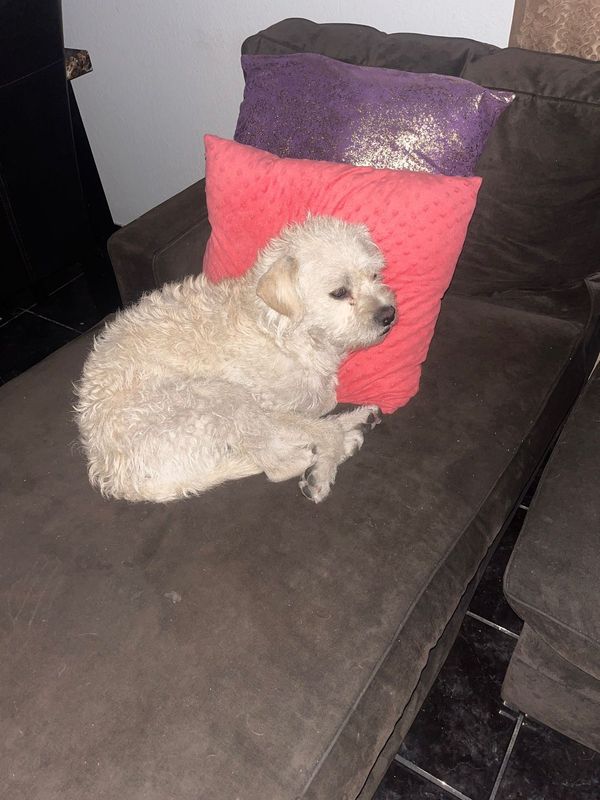 Lost Dog in North Las Vegas, Nevada — listing photo