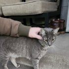 Found Cat in Reno, Nevada — Gray cat found around VA hospital