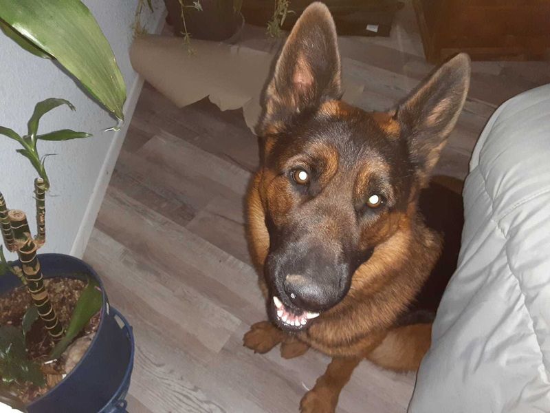 Lost Dog in Ault — listing photo