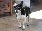 Lost Dog in Anchorage, Alaska — listing photo