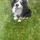 Found Dog in Sacramento, California — listing photo