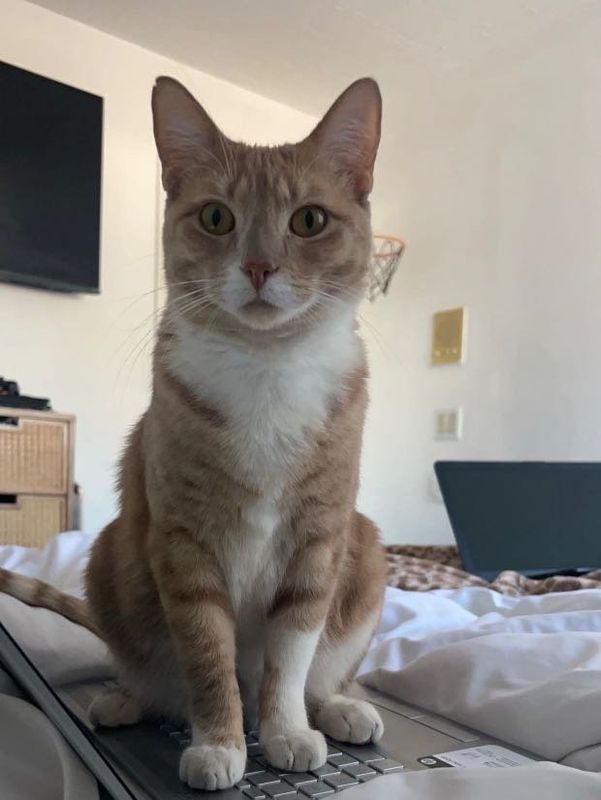 Lost Cat in Gilbert, Arizona — listing photo