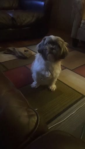Lost Dog in Orange City — listing photo