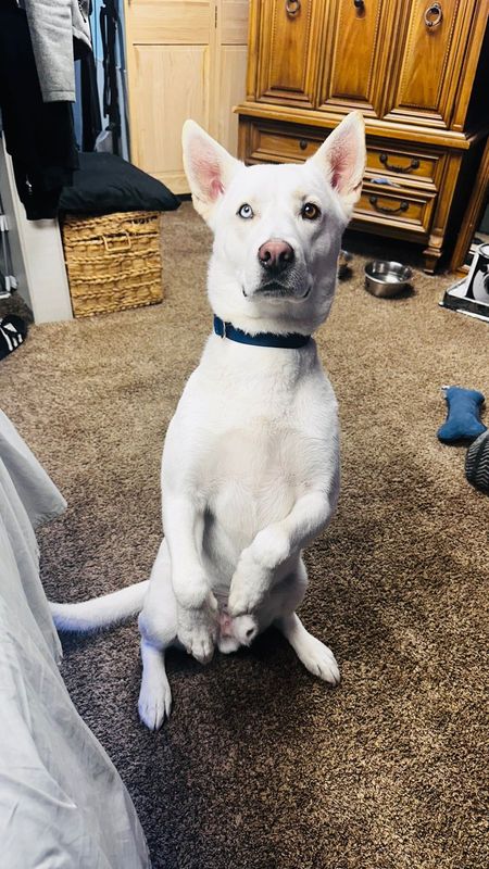 Lost Dog in Denver, Colorado — listing photo