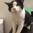 Found Cat in Mesa, Arizona — Tuxedo cat found - looking for owner