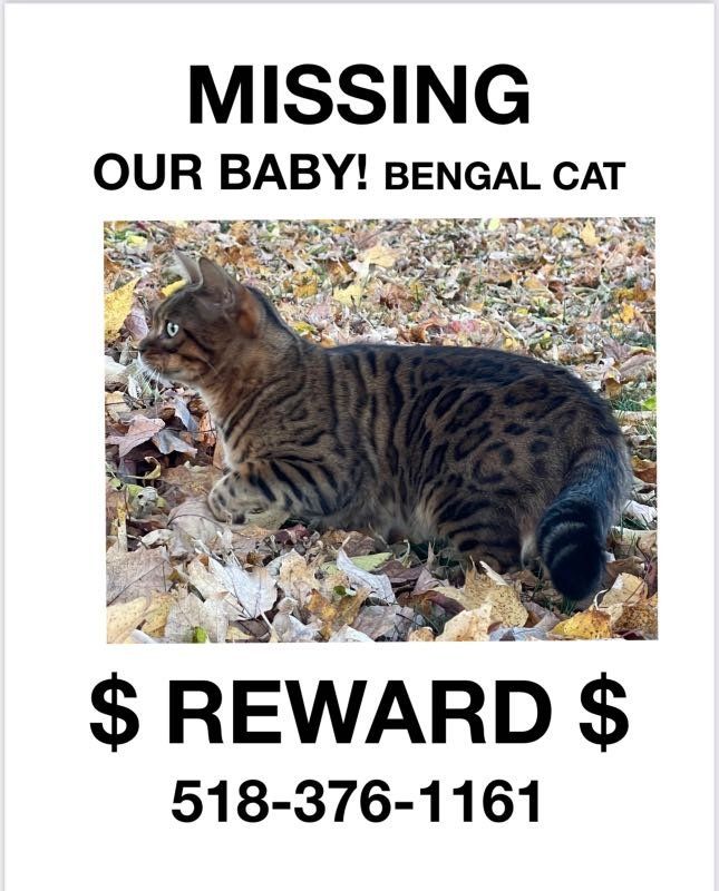 Lost Cat in Poestenkill — listing photo