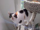 Lost Cat in K — listing photo
