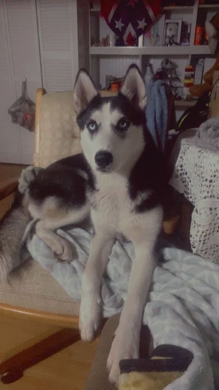 Lost Dog in West Melbourne — listing photo
