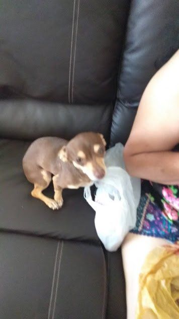 Lost Dog in El Paso, Texas — listing photo
