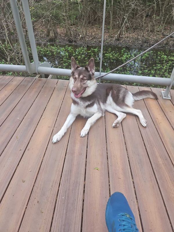 Lost Dog in Spring — listing photo