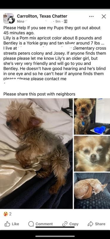 Lost Dog in Dallas, Texas — listing photo