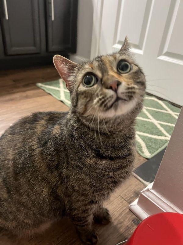Lost Cat in Nashville, Tennessee — listing photo