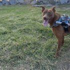 Lost Dog in San Diego, California — Mateo needs a home