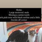 Lost Cat in Indianapolis, Indiana — listing photo