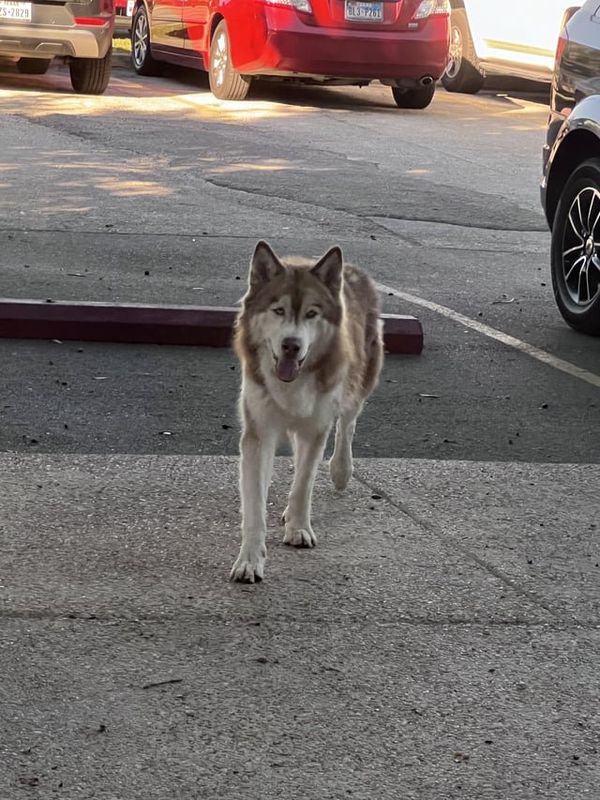 Lost Dog in San Antonio, Texas — Beautiful dog seems to be lost
