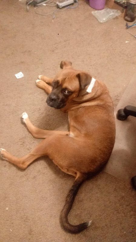 Found Dog in Las Cruces, New Mexico — listing photo