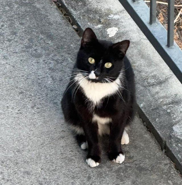 Lost Cat in Sacramento, California — How Can i Help This Cat?