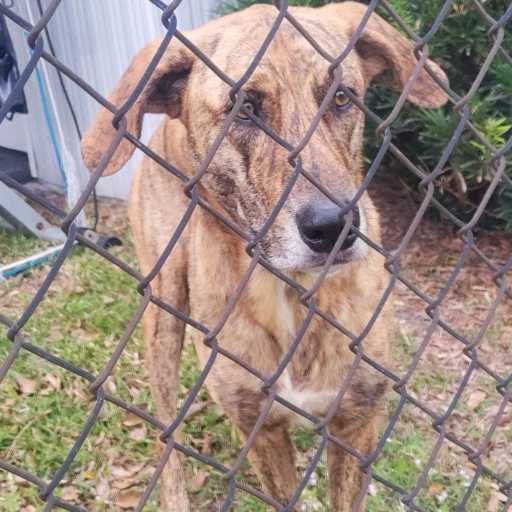 Lost Dog in Hudson — listing photo