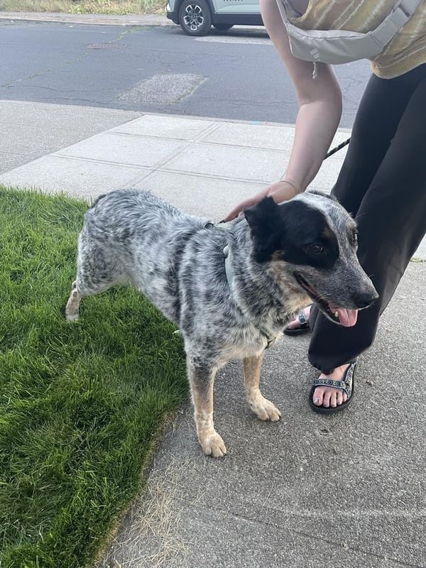 Found Dog in Lincoln, California — listing photo