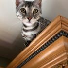 Lost Cat in K — listing photo