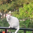 Lost Cat in K — Cat missing