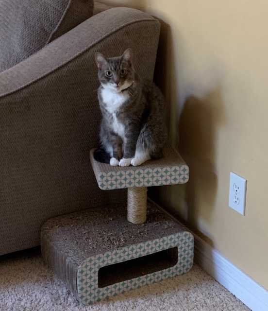 Lost Cat in Spring — listing photo