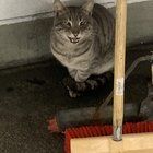 Lost Cat in Orting — listing photo
