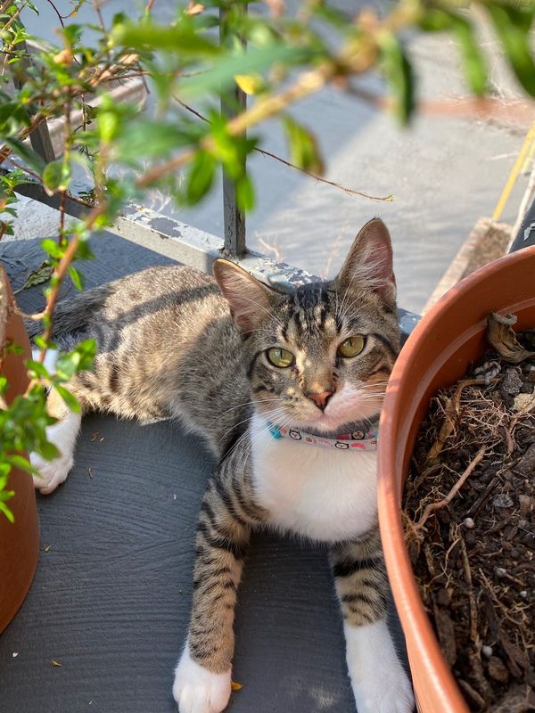 Lost Cat in Houston, Texas — listing photo