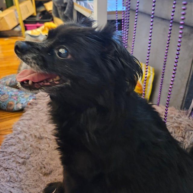 Found Dog in Philadelphia, Pennsylvania — listing photo