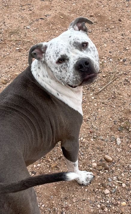 Lost Dog in Veguita — listing photo