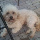 Lost Dog in San Antonio, Texas — Can anyone help me find my lost dogs