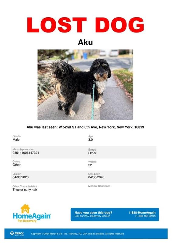 Lost Dog in K — listing photo
