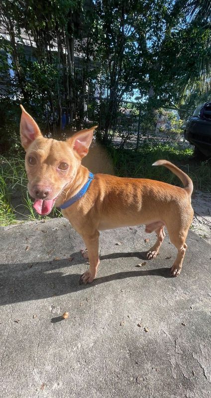 Lost Dog in Tampa, Florida — listing photo
