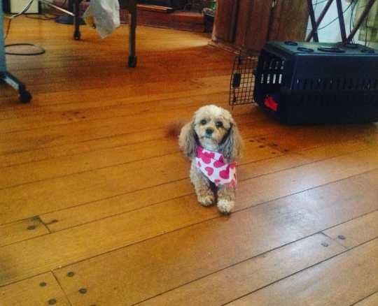 Lost Dog in Hayward, California — listing photo