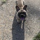 Found Dog in Philadelphia, Pennsylvania — listing photo