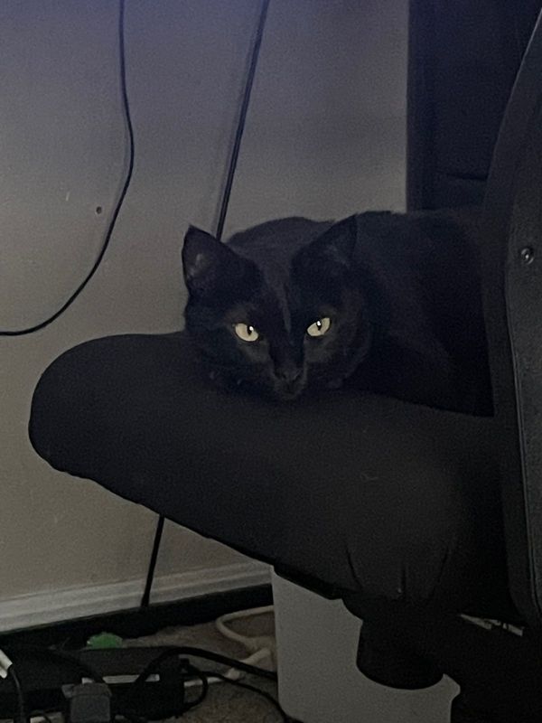 Lost Cat in Harrah — listing photo