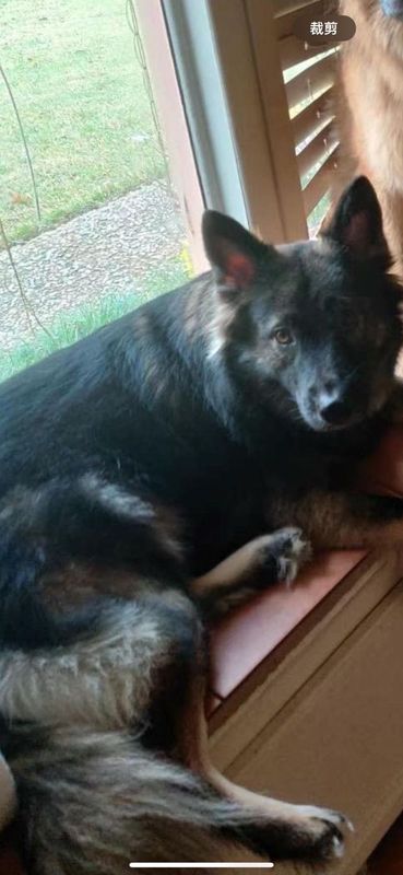 Lost Dog in Houston, Texas — listing photo