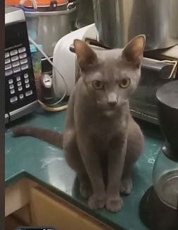 Lost Cat in Prestonsburg — listing photo