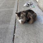 Lost Cat in Madison, Alabama — listing photo